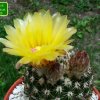 Notocactus _mammulosus _06